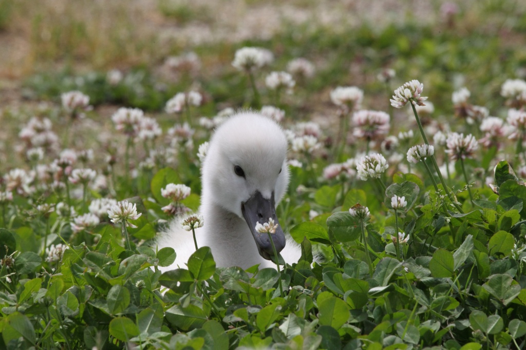02.花より葉っぱ