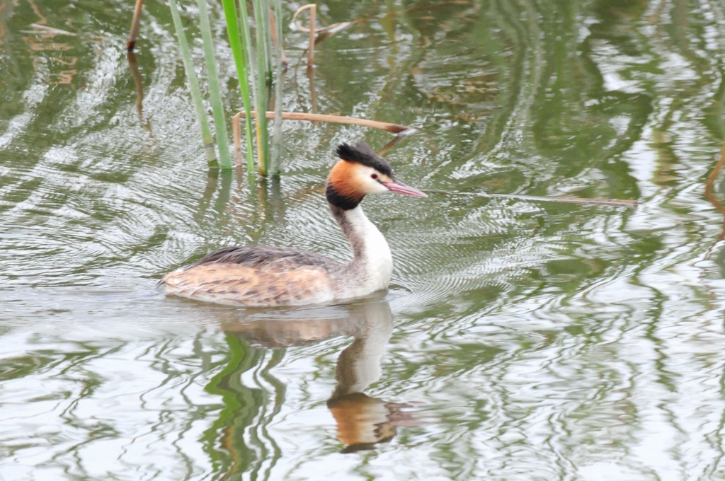 03.夏羽のカンムリカイツブリ