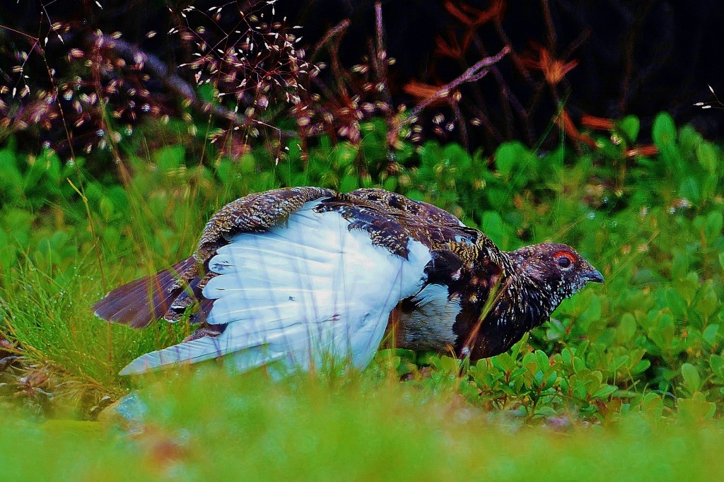 06.ライチョウ♂夏羽
