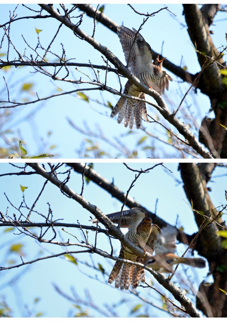 07.ツツドリを襲うモズ
