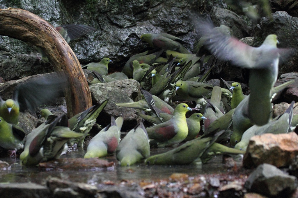 10.集団で温泉水を飲むアオバト