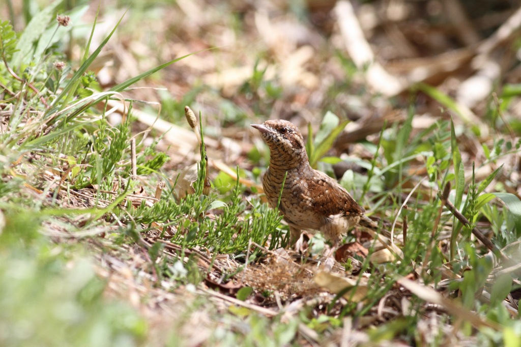 11.野鳥・アリスイ