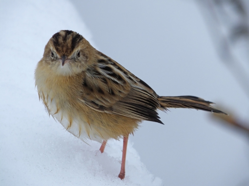 12.雪上のセッカ