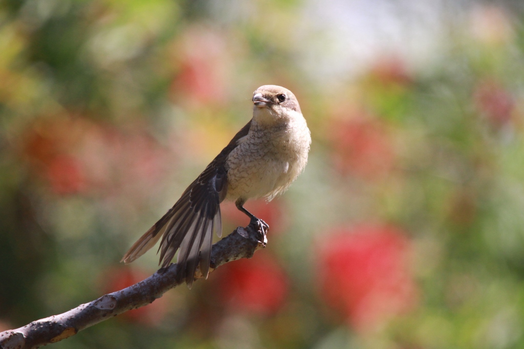 16.シマアカモズ