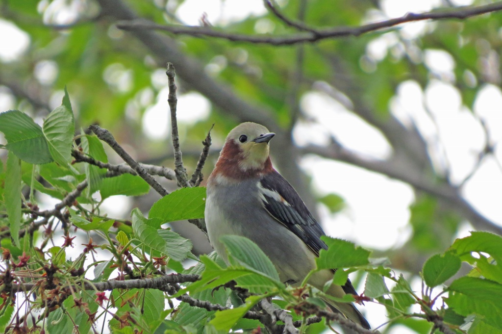 17.手賀沼のおきゃくさま