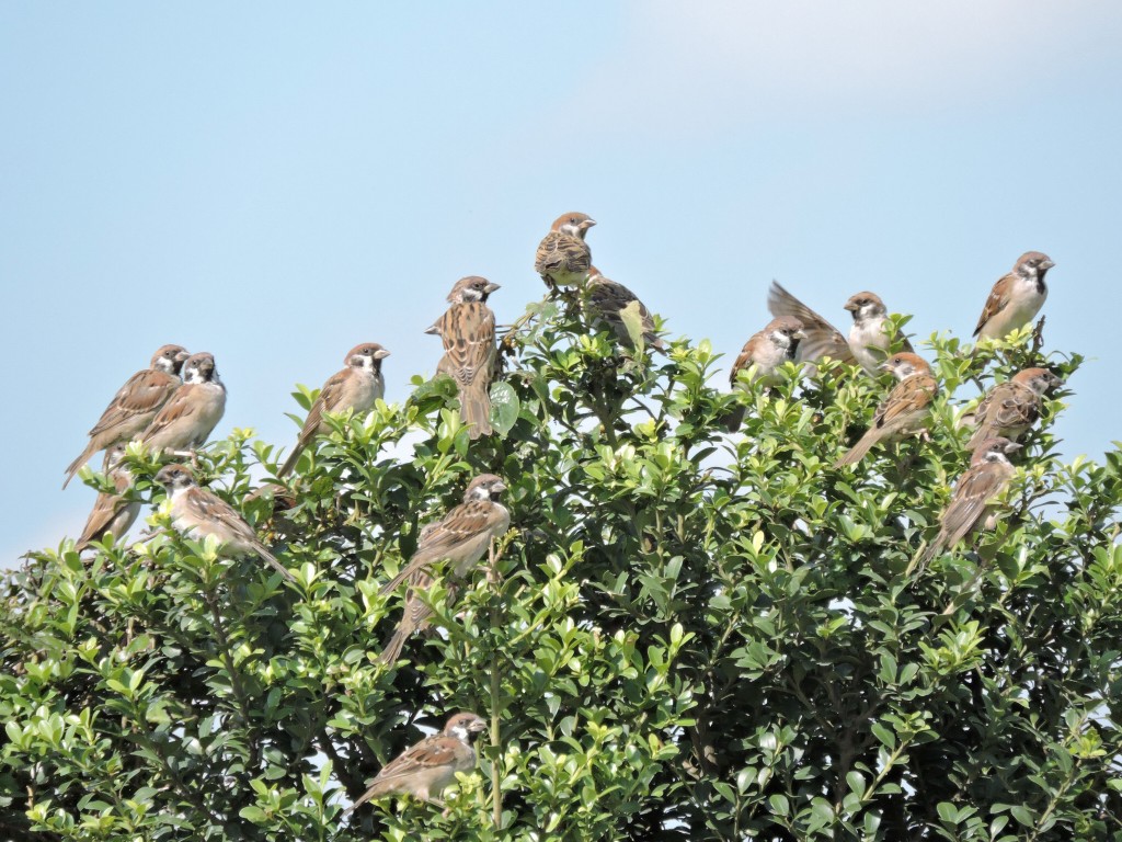 18.スズメの学校
