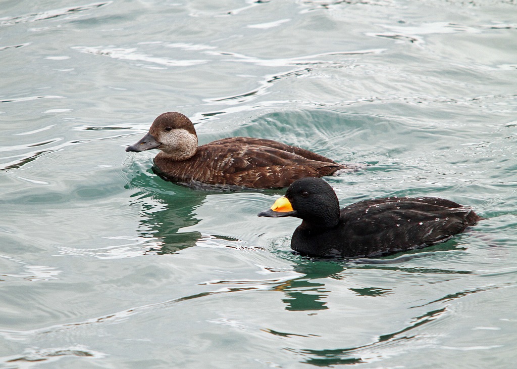 20.クロガモのつがい