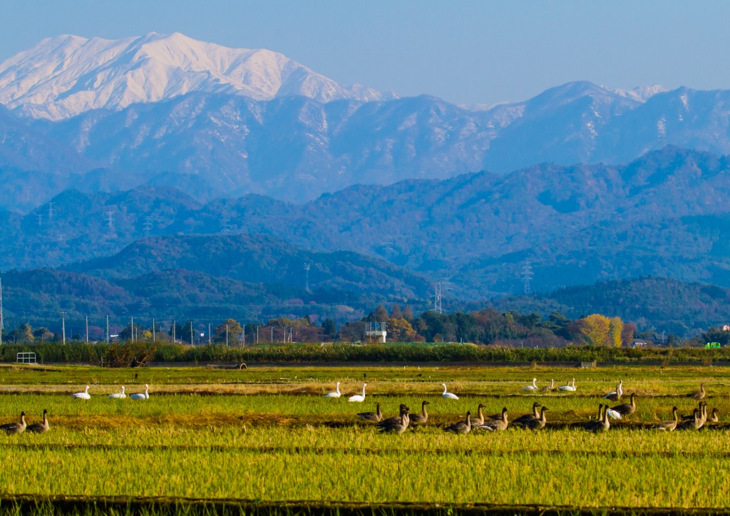 21.鳥の居る田園