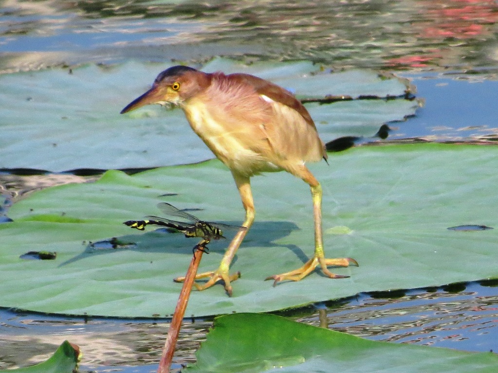 23.ウチワヤンマとヨシゴイ