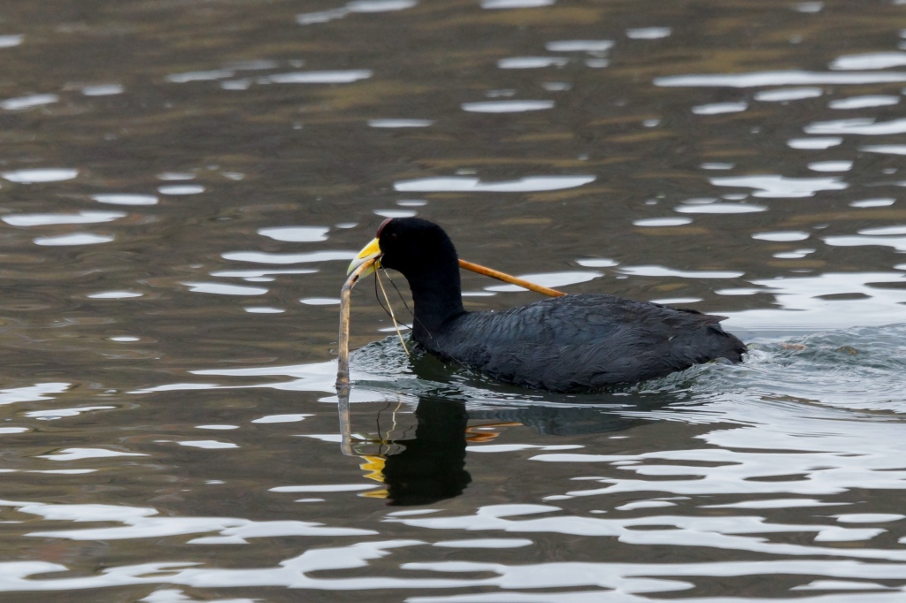 83.nCCIIo@Andean Coot