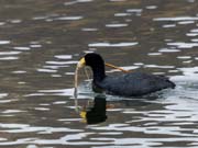 83.nCCIIo@Andean Coot