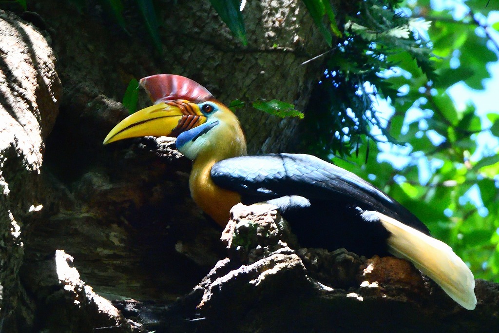 11.�A�J�R�u�T�C�`���E