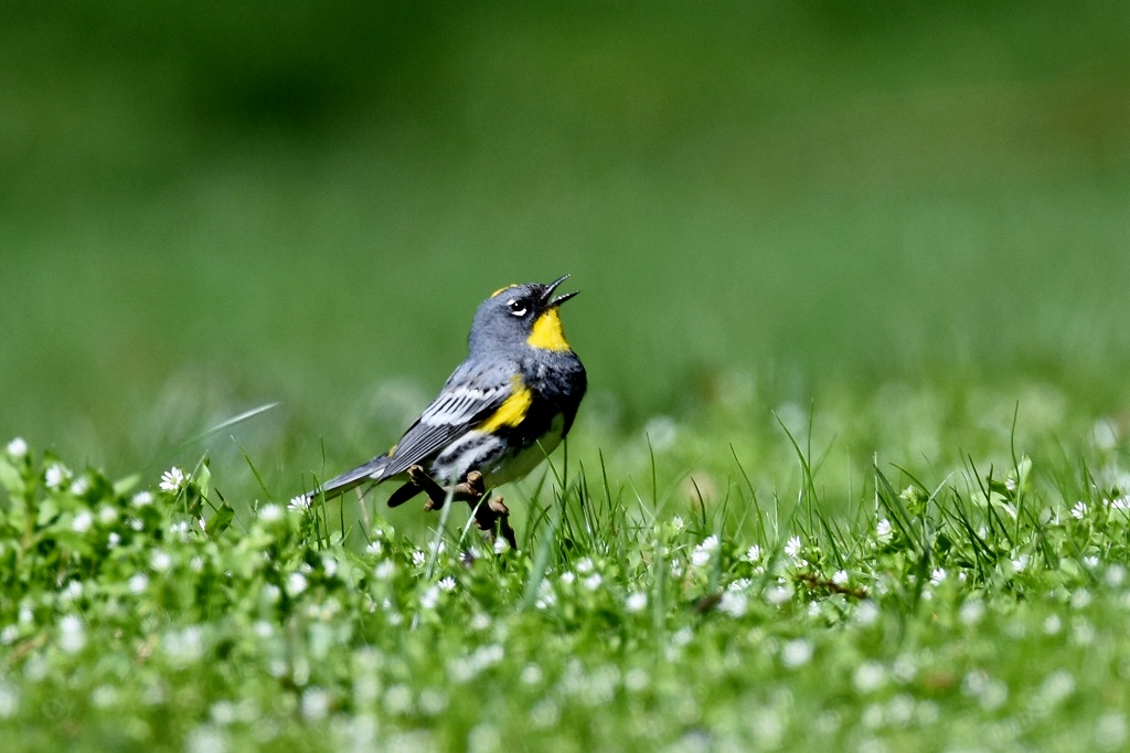 13.キヅタアメリカムシクイ(木蔦アメリカ虫喰)