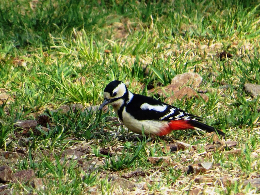 22. 地上のアカゲラ