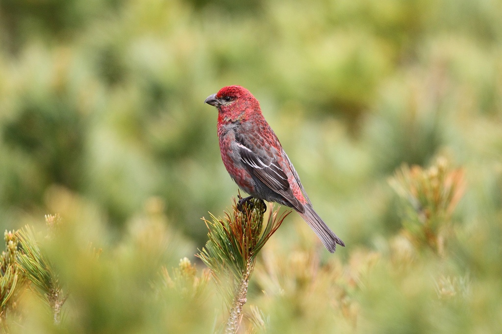 32. ギンザンマシコ