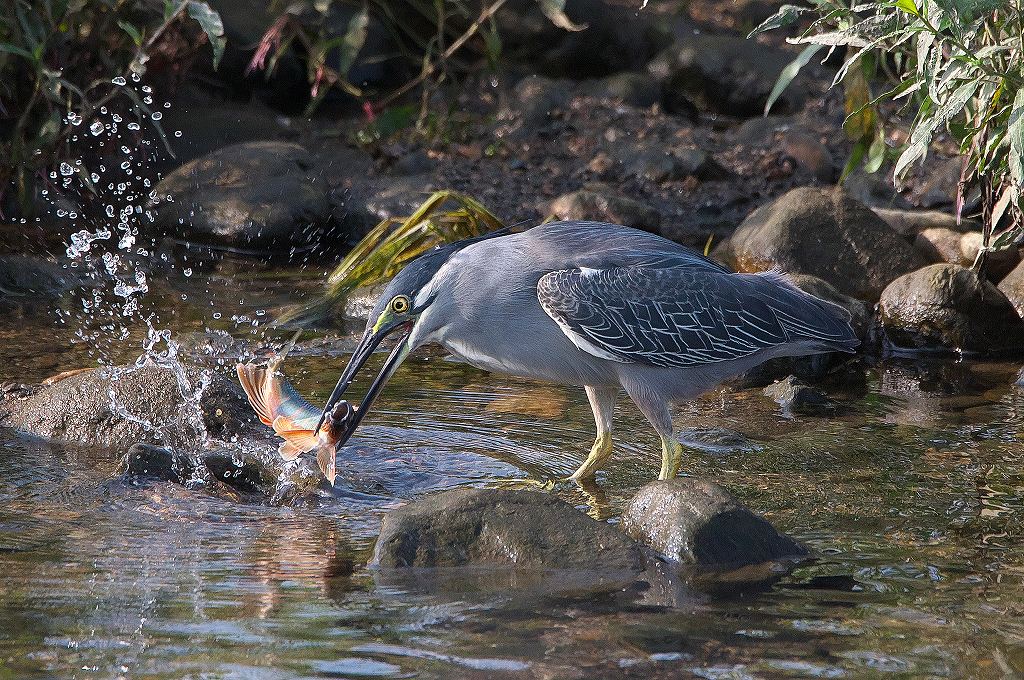 33.ササゴイの魚とり