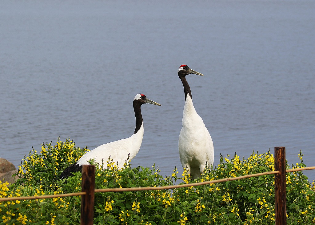 41. 仲睦まじいタンチョウのカップル