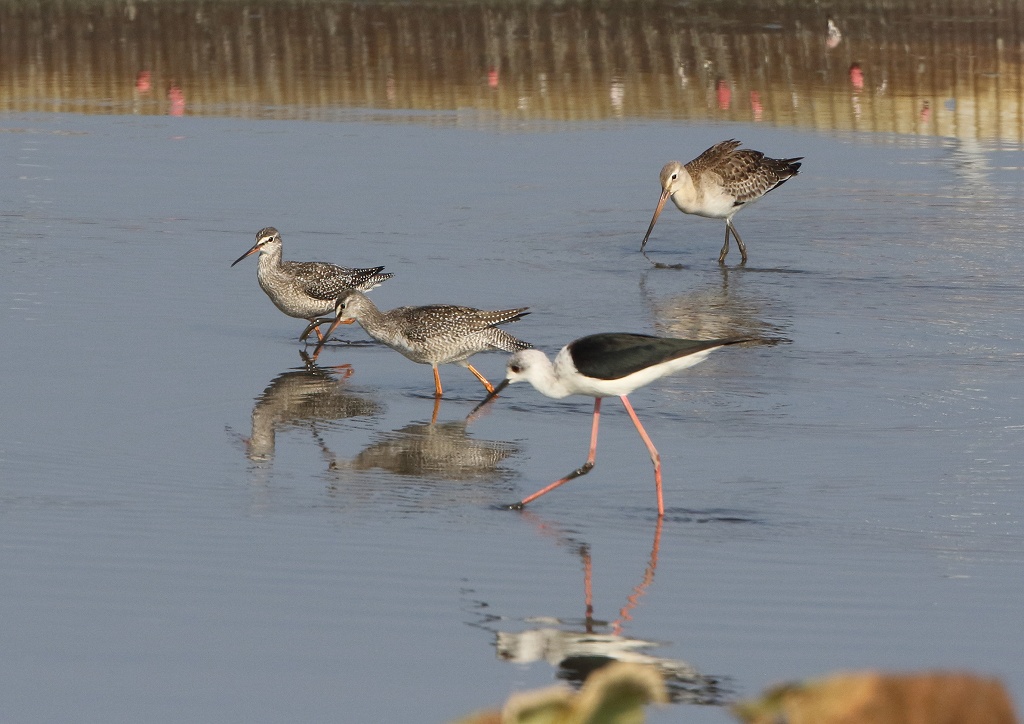 42.シギ3種、揃い踏み。