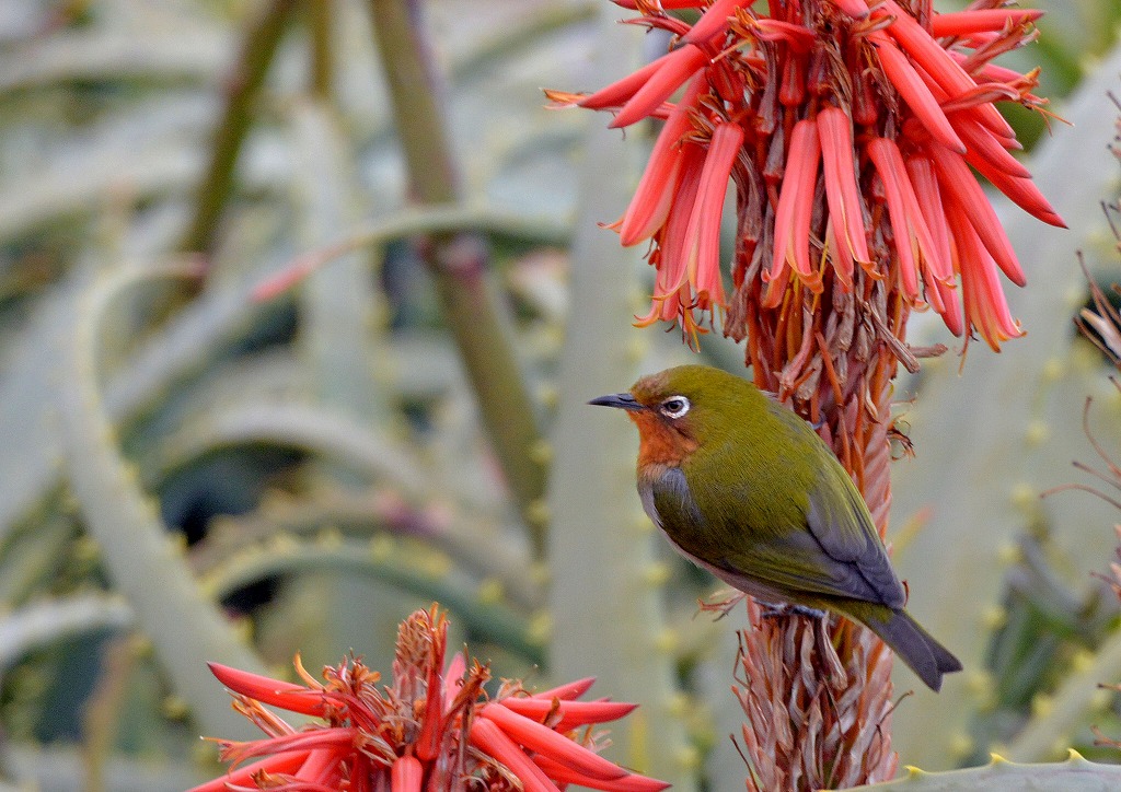52.アロエの花とメジロ