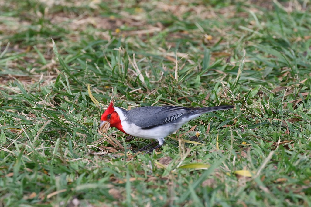 53.コウカンチョウ