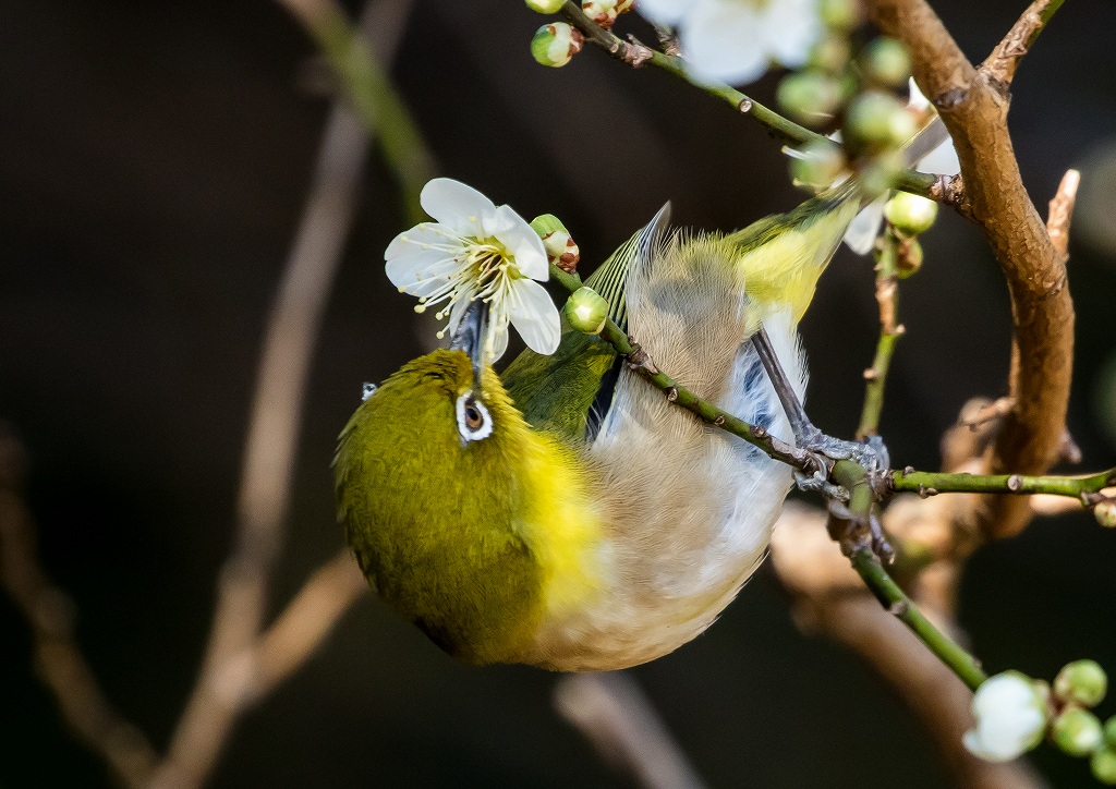 72.白梅に目白