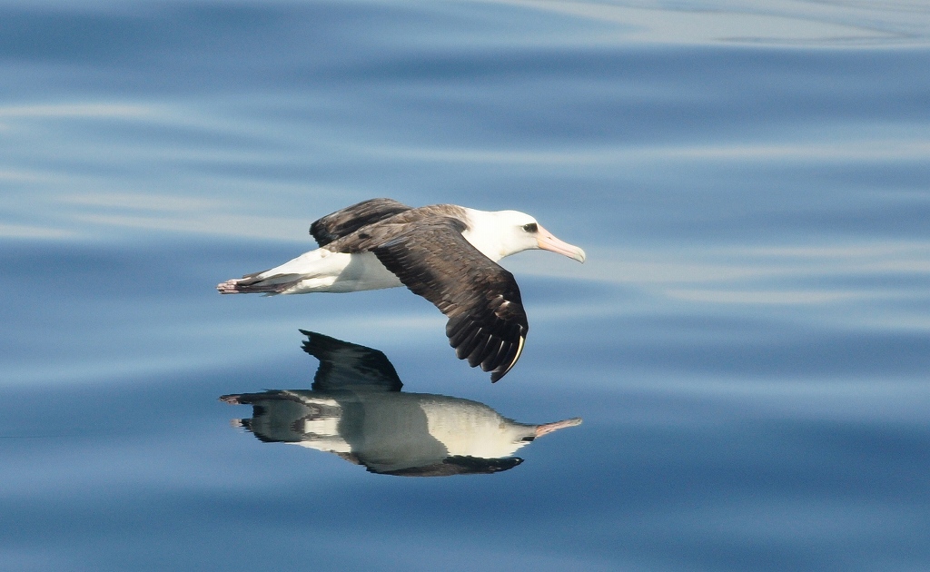 73.コアホウドリ