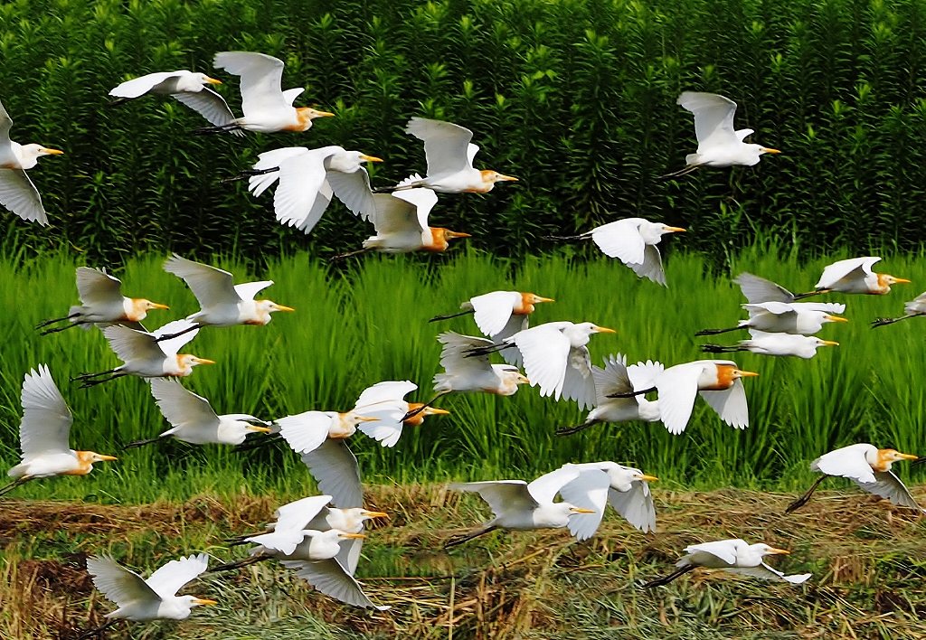 81.一斉に飛び立ったアマサギの群れ
