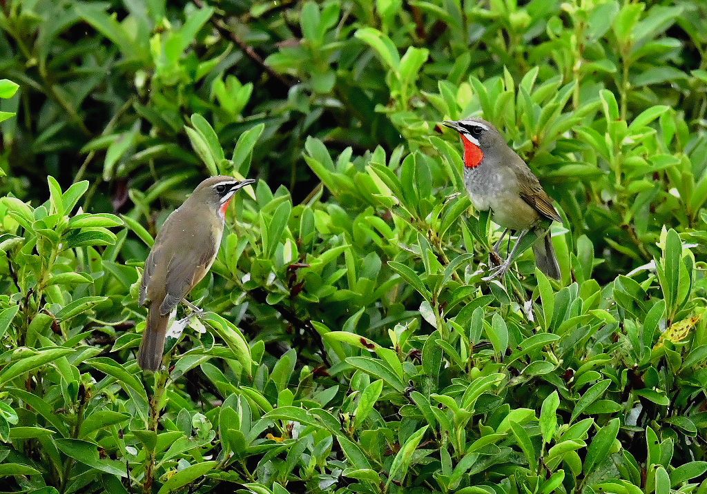 82.ノゴマの会話