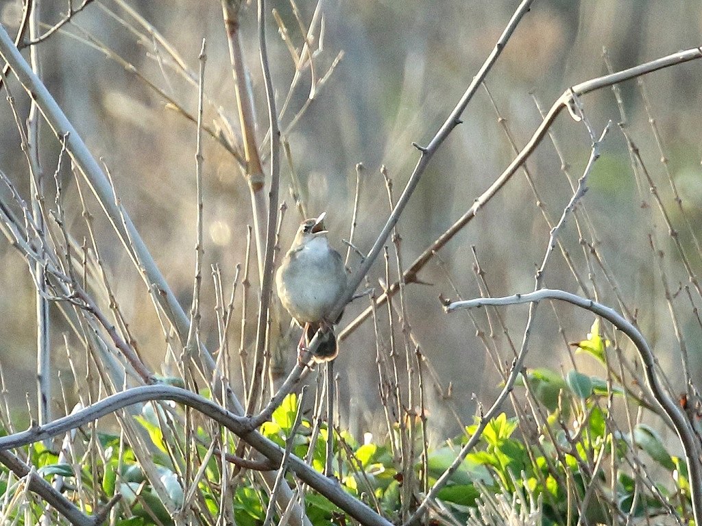 4. ウチヤマセンニュウ