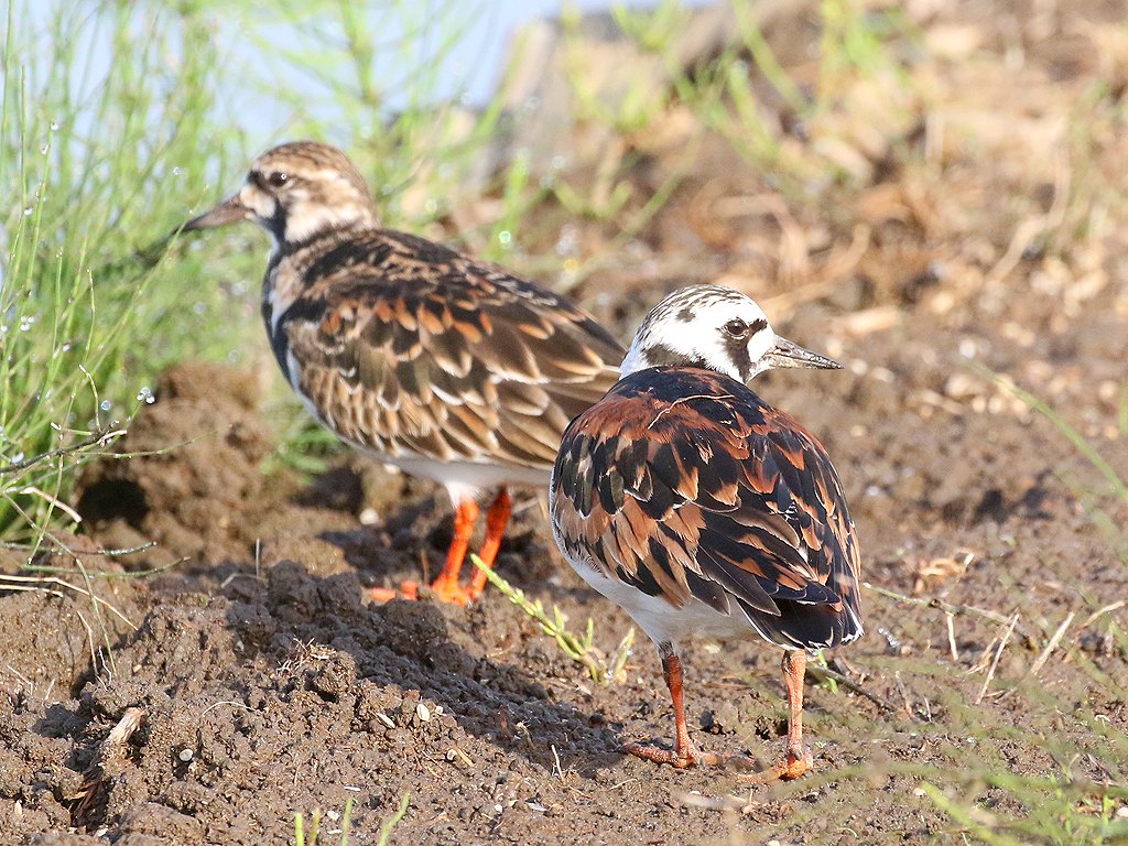 67. キョウジョシギ