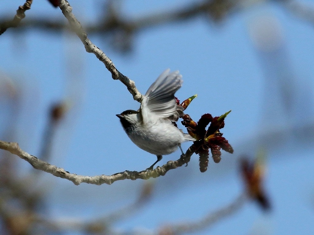 10. ハシブトガラ