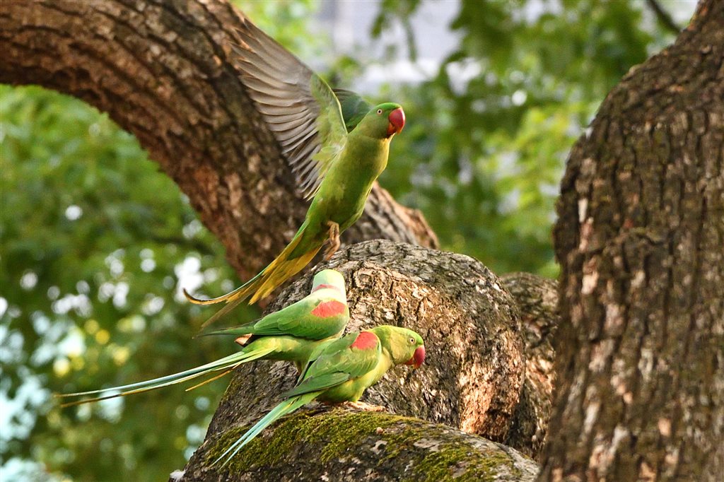 20. オオホンセイインコ