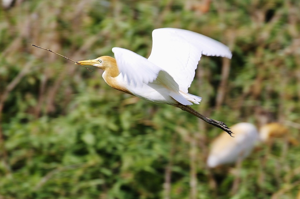 22. アマサギ