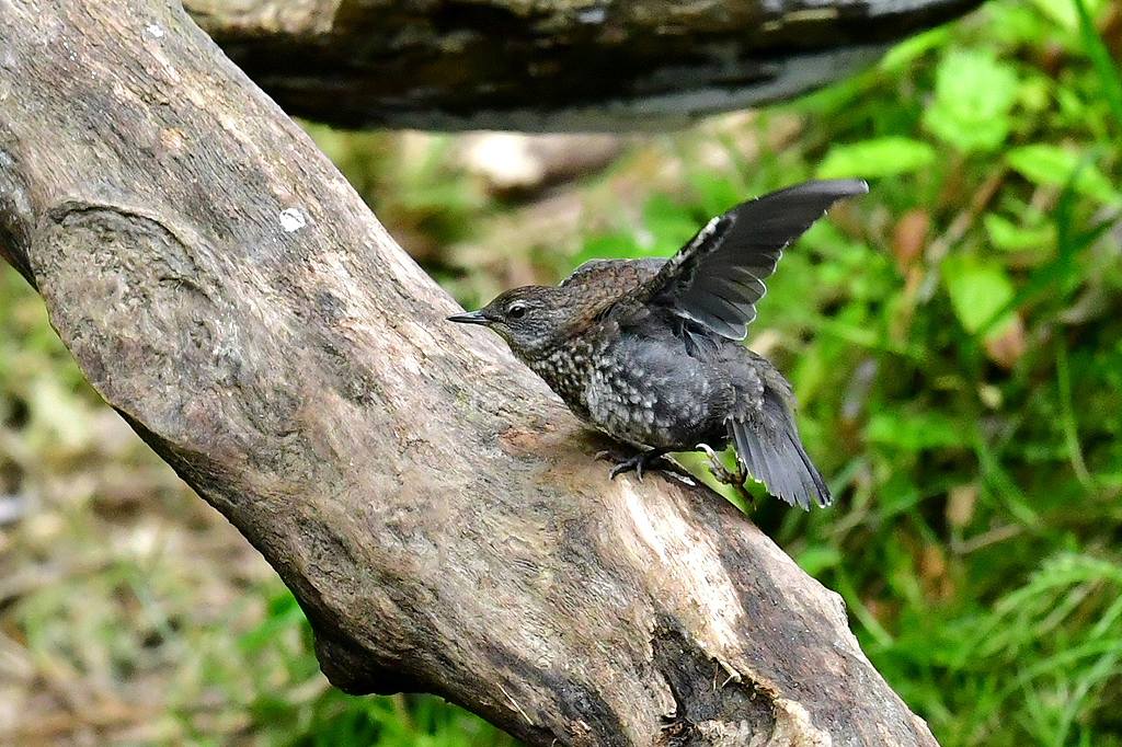 31. カワガラス幼鳥１