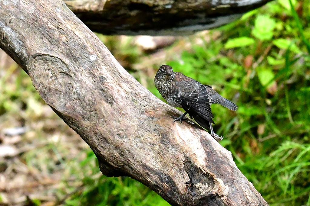 32. カワガラス幼鳥２