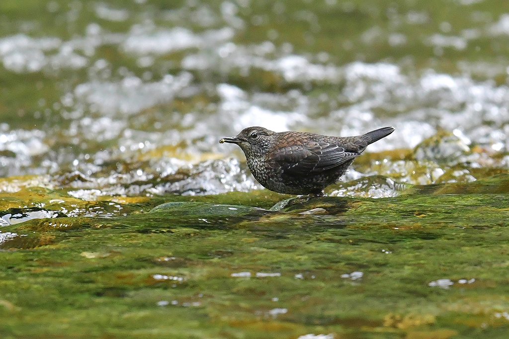 33. カワガラス幼鳥３