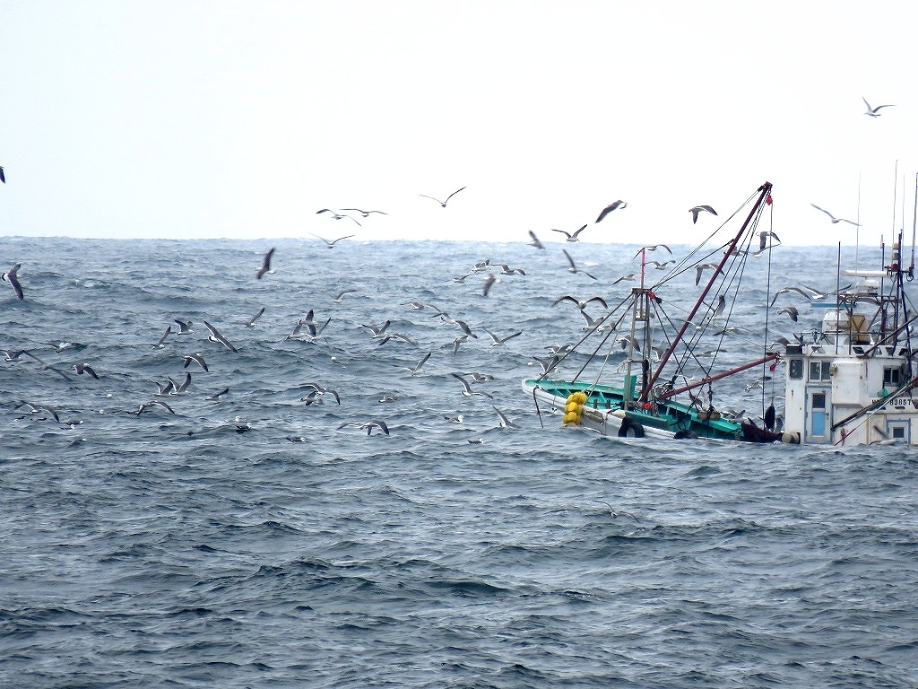 6. 漁場の鳥たち