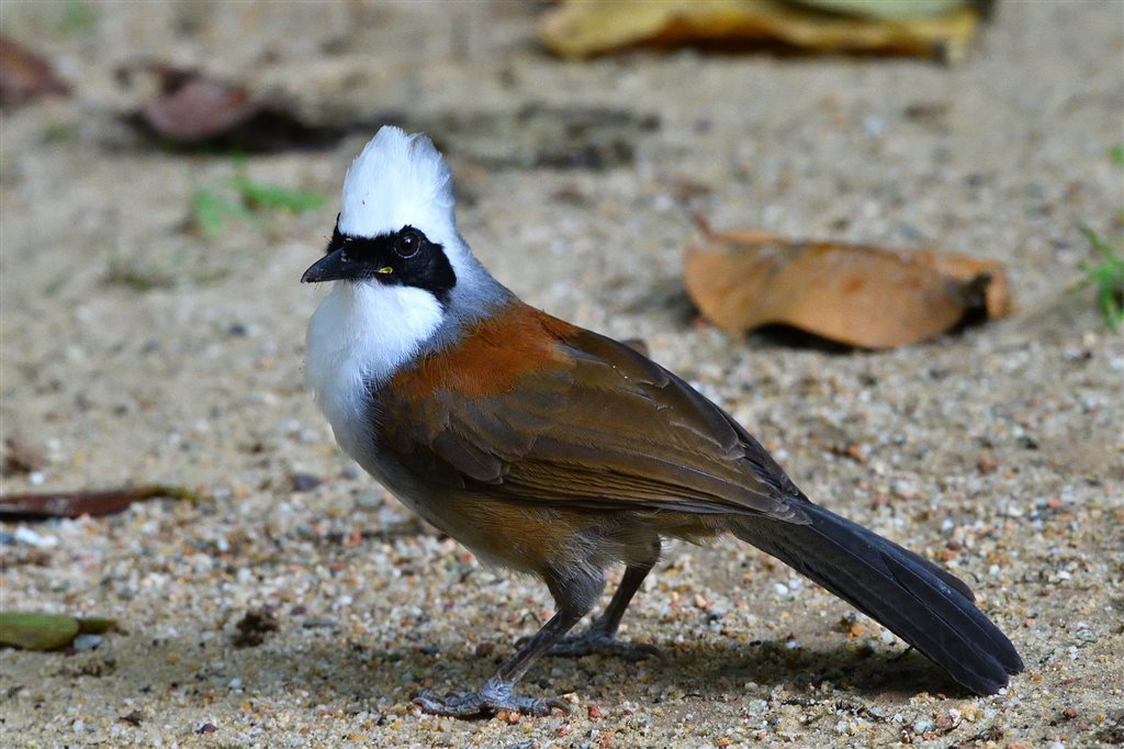 20. ハクオウチョウ