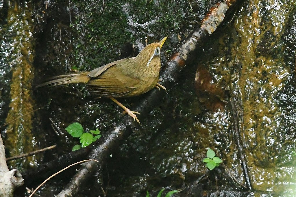 22. カビチョウ