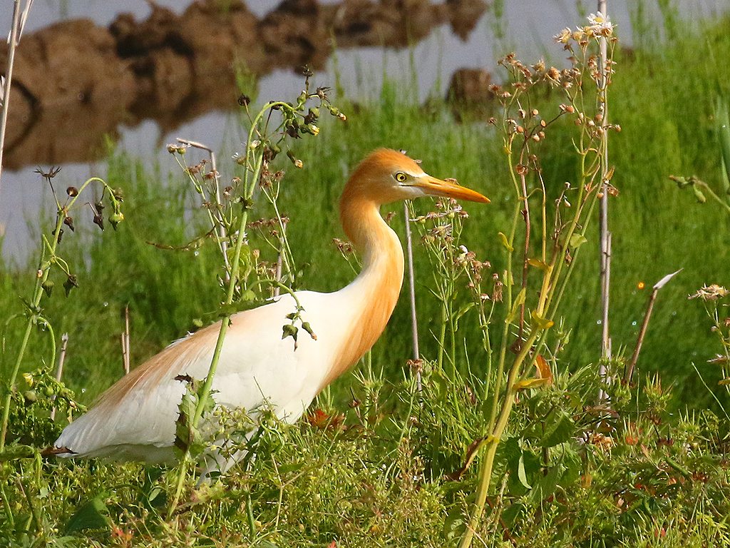 52. アマサギ