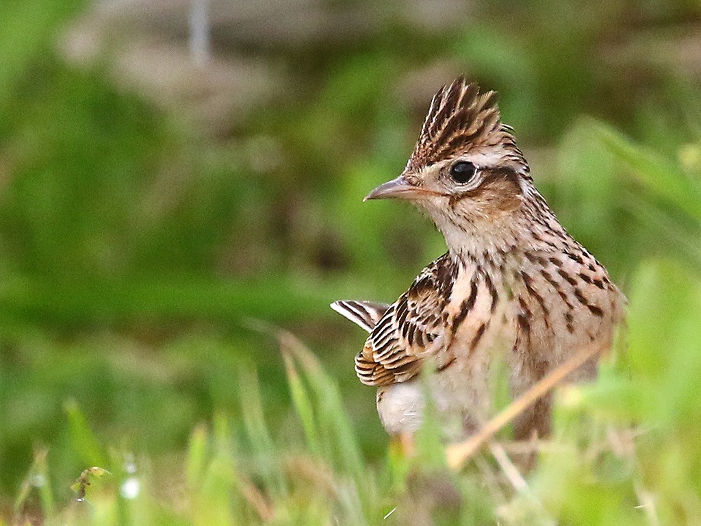 58. ヒバリ