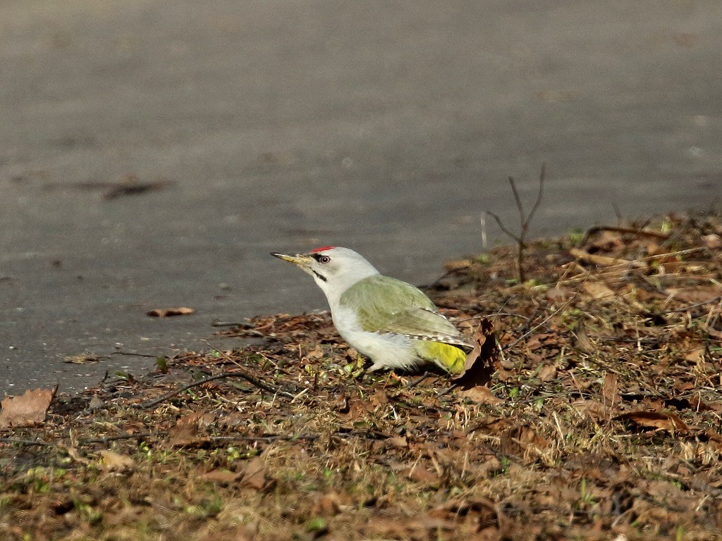 7. ヤマゲラ♂