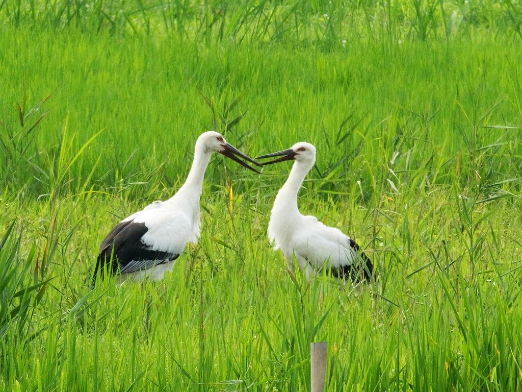 10. コウノトリ③