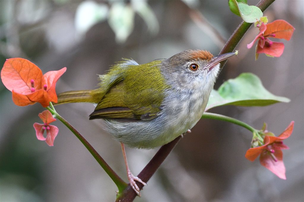 13. オナガサイホウチョウ