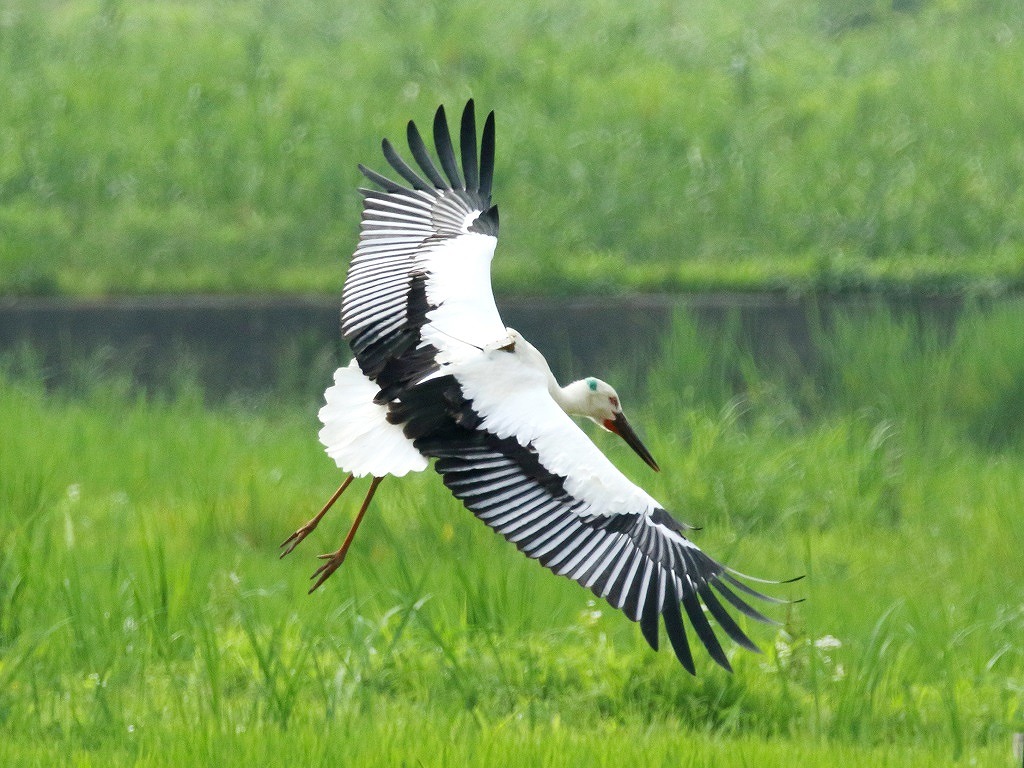 9. コウノトリ②