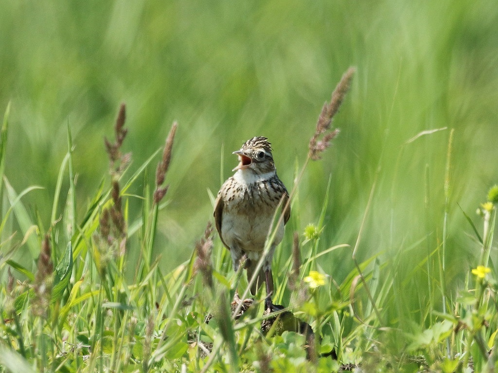 4. ヒバリ