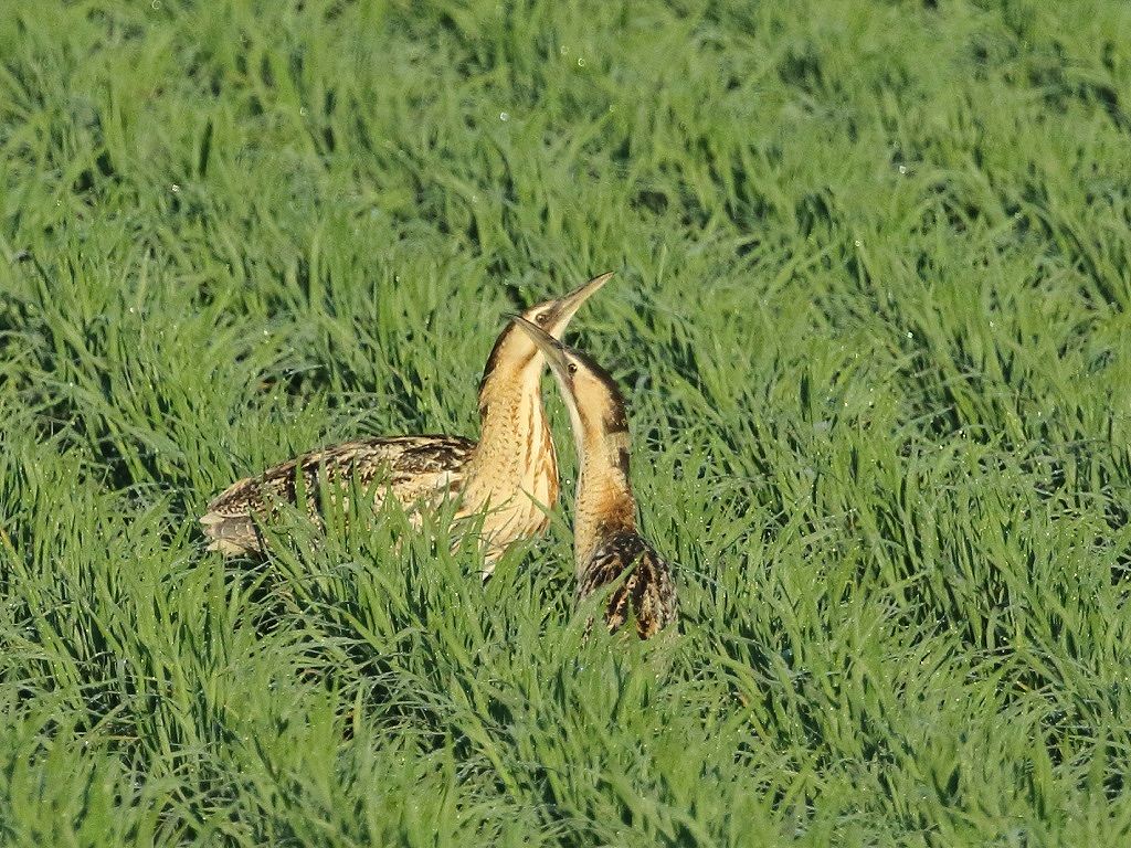 5. サンカノゴイ