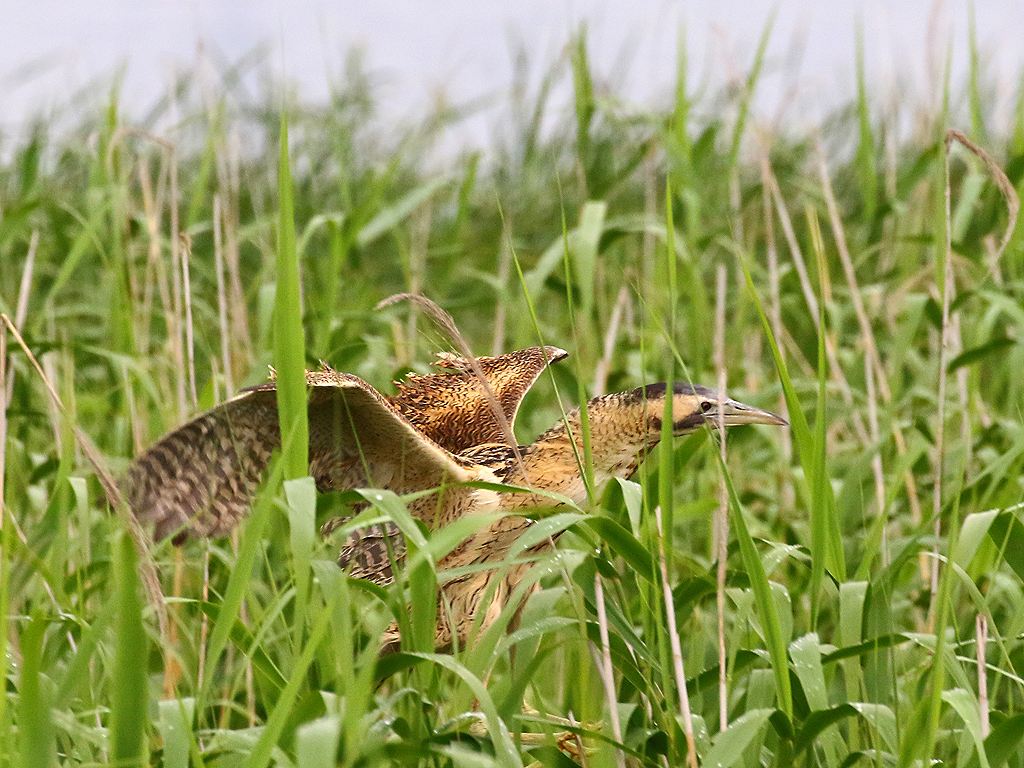 54. サンカノゴイ