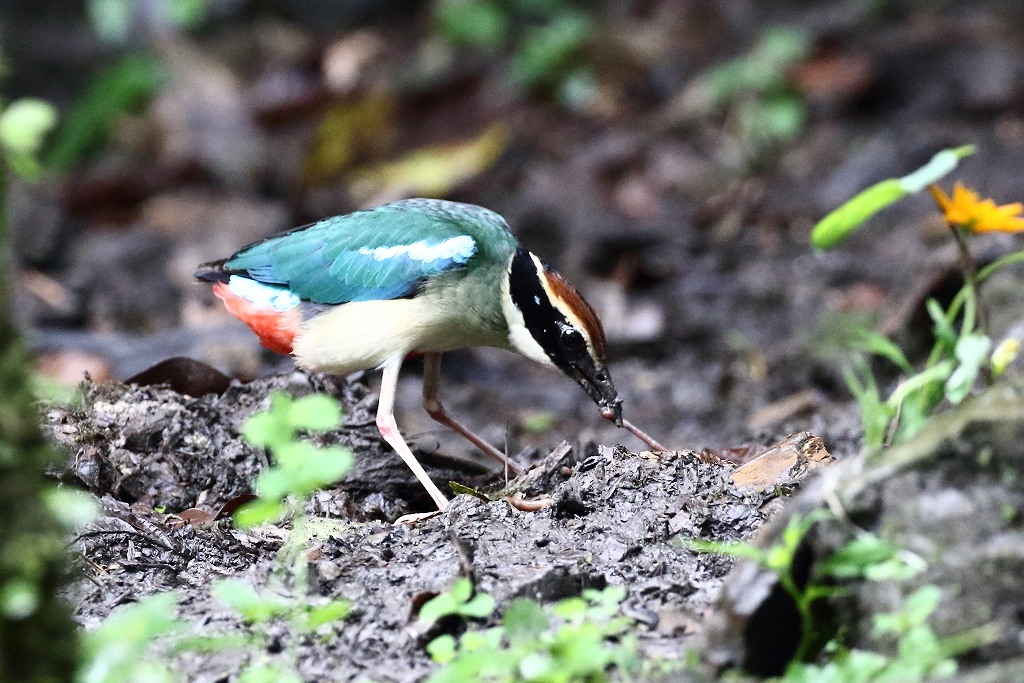 71. ヤイロチョウ