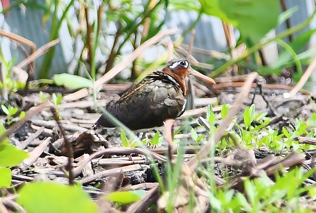 23. タマシギ♀